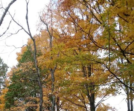 Veterans Memorial State Forest Campground