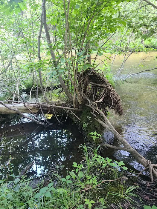 Veterans Memorial State Forest Campground 5