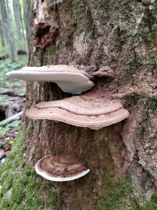 Lake Ann State Forest Campground 8