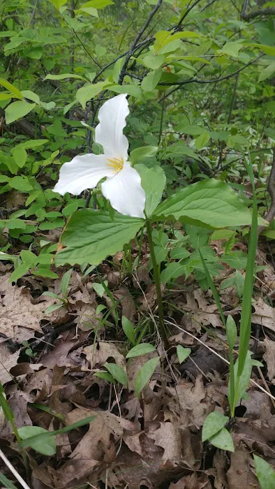 Lake Ann State Forest Campground 10