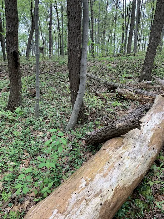 Tar Hollow North Ridge Campground 8