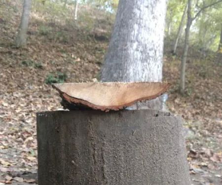 Knox Acres Campgrounds