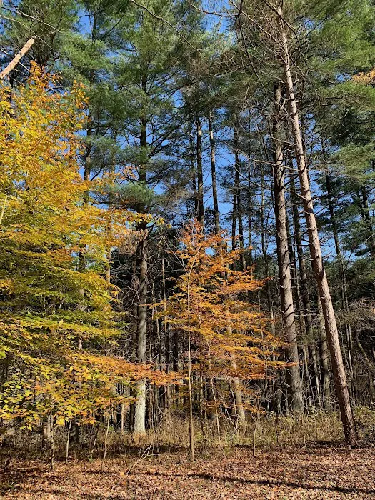 Dry Creek Pines 1