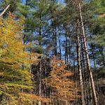 Dry Creek Pines