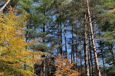 Dry Creek Pines