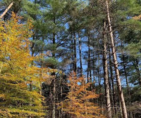Dry Creek Pines
