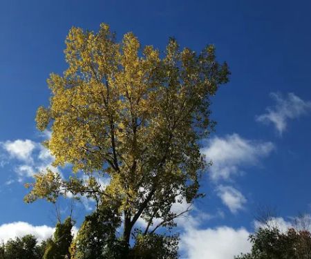 Seaway Trailer Court