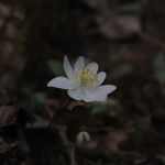 Clear Creek Campground