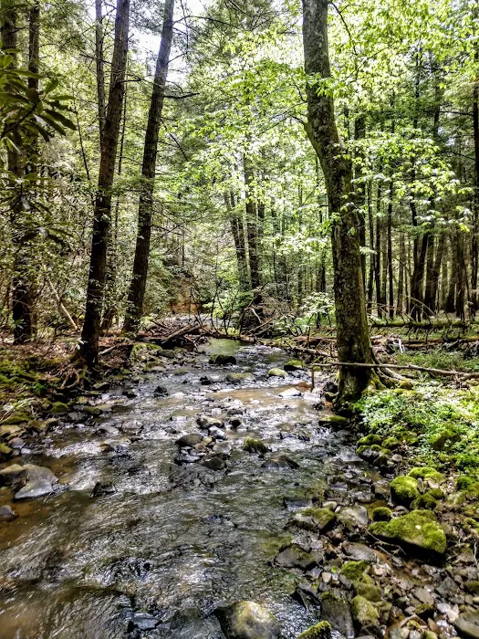 S-Tree Campground 10