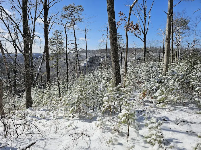 Woodland Parking Lot 1