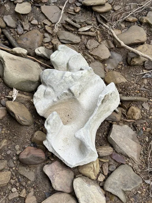 Turkey Foot Campground 6
