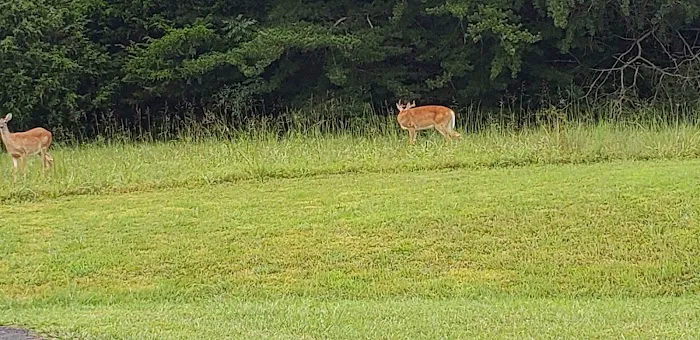 Dale Hollow State Park Campground 6