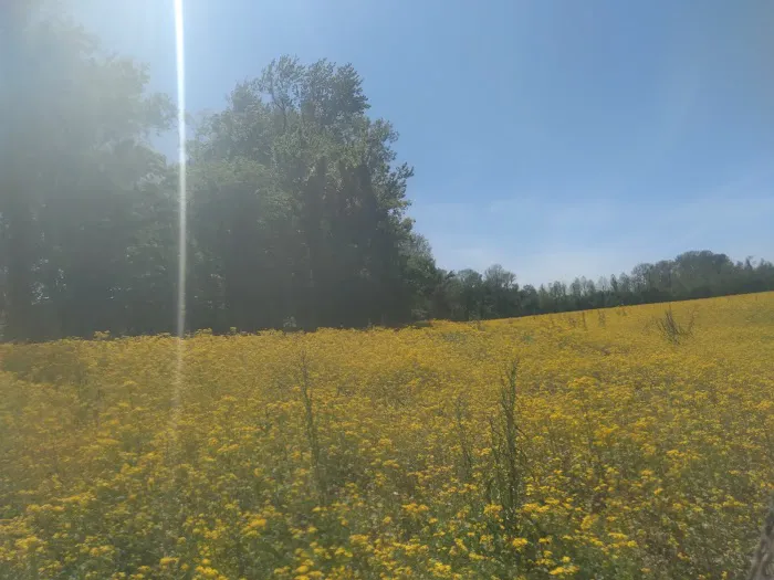 Indian Camp Campground 1