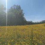 Indian Camp Campground