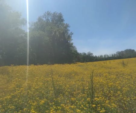 Indian Camp Campground