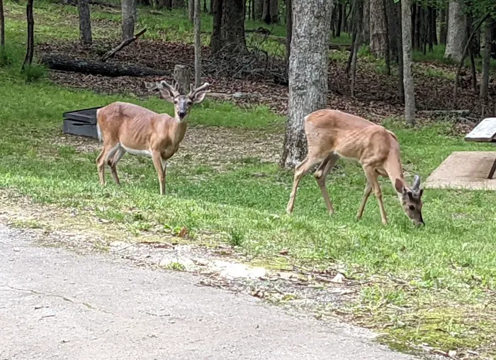 Lake of the Ozarks State Park Campgrounds 8
