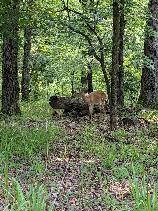 Lake of the Ozarks State Park Campgrounds 6