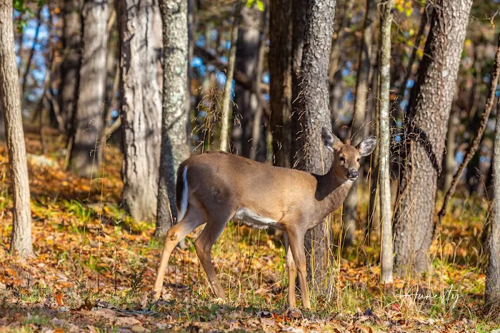 Lake of The Ozarks Campgrounds: Section 3 5