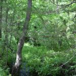 Troublesome Hollow Primitive Campsites