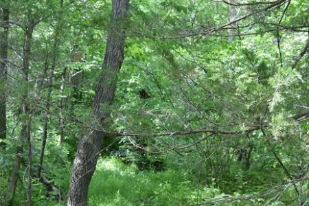 Troublesome Hollow Primitive Campsites