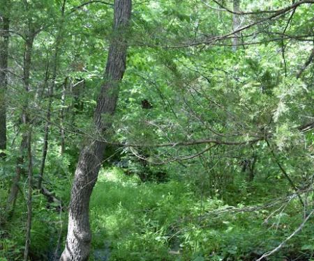 Troublesome Hollow Primitive Campsites