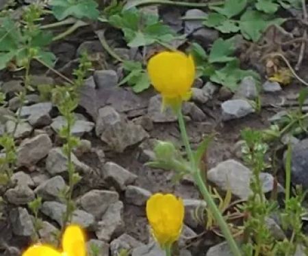 Redman Campground East