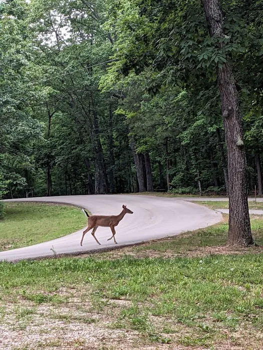 Bluff View Campground 10