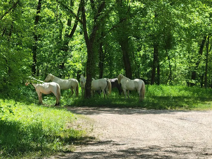 Round Spring Campground 6