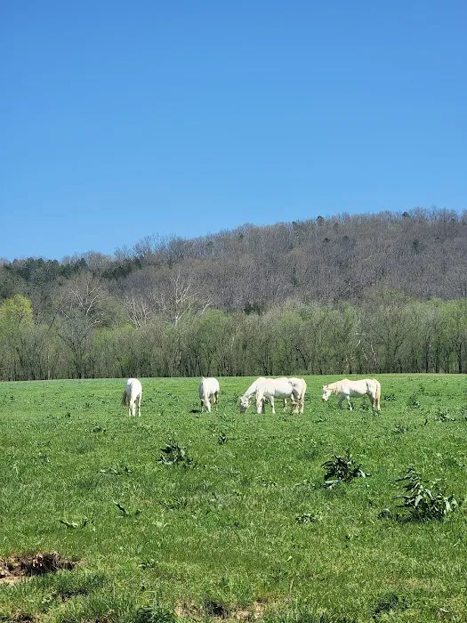 Shawnee Creek Campground 8