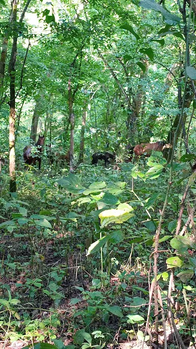 Shawnee Creek Campground 5