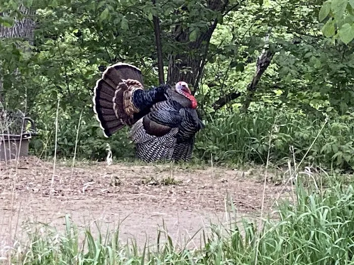 Bur Oak Campground 3
