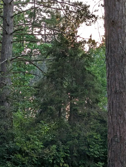 Munuscong State Forest Campgrounds 6