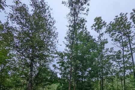 Ash Ridge Camp