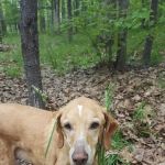 Guernsey Lake Campground