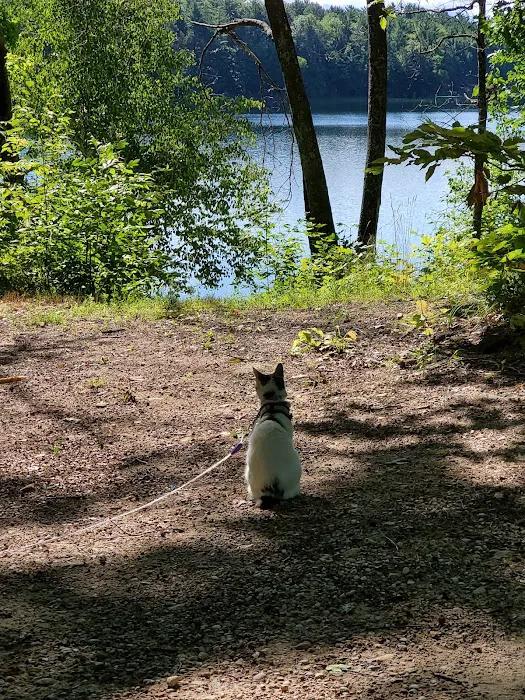 Arbutus Lake State Forest Campground 10