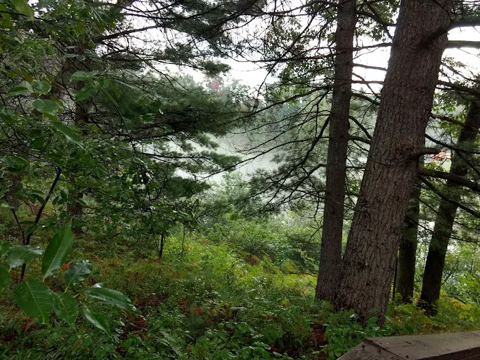 Manistee River Bridge State Forest Campground 6