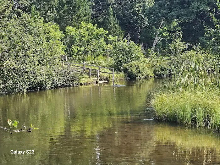Upper Manistee River State Forest Campground 5
