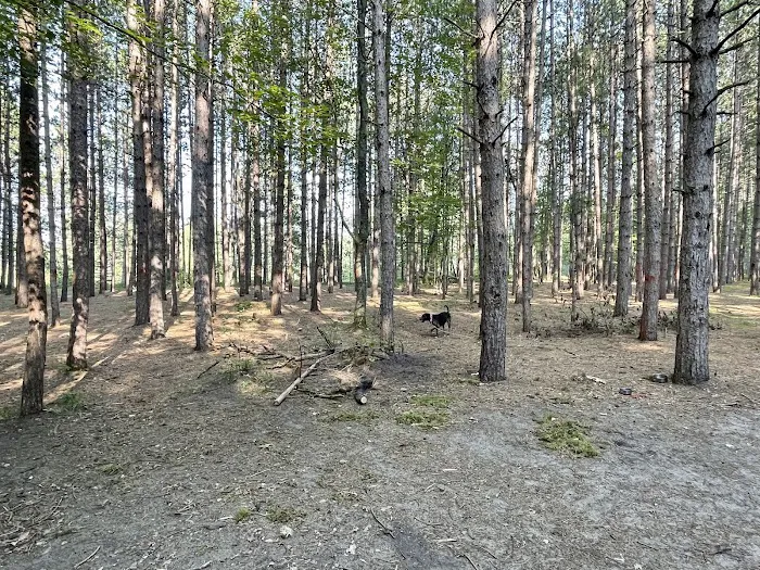 Upper Manistee River State Forest Campground 10