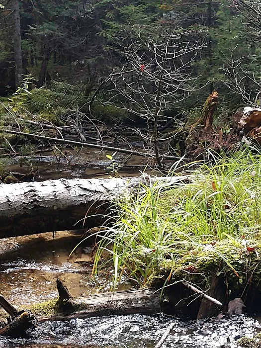 Au Sable River Camping Site 93D 4