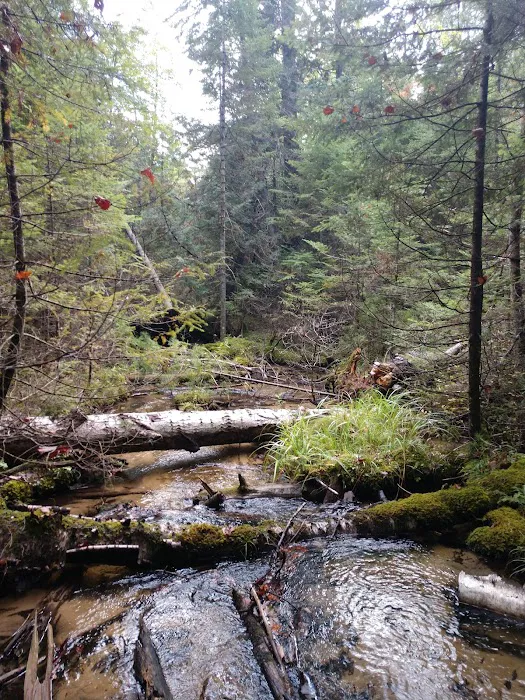 Au Sable River Camping Site 93D 10
