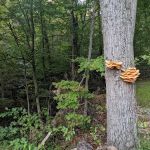 Benton's on the Baileys