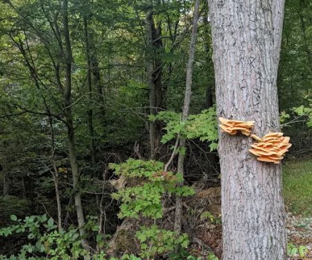 Benton's on the Baileys