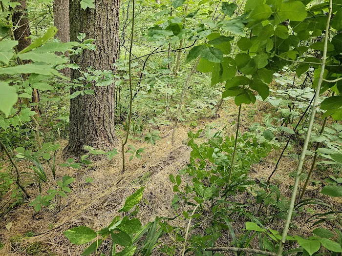 Burr Oak Cove Campground 4