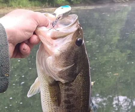 AEP Recreation Land Campground C