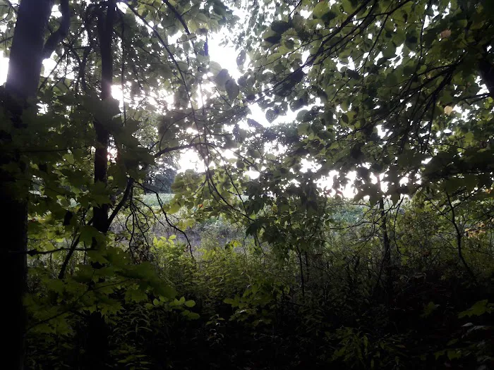Traveler's Woods 3