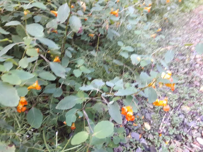 Traveler's Woods 4