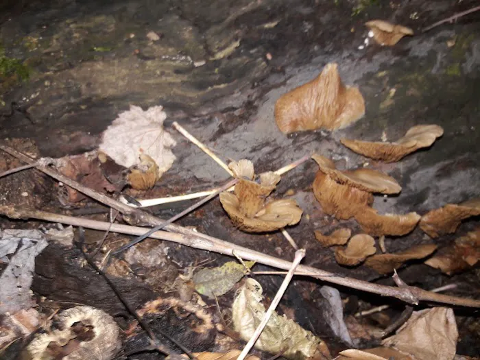 Traveler's Woods 7