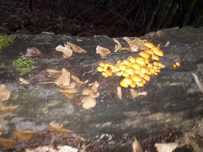 Traveler's Woods 1