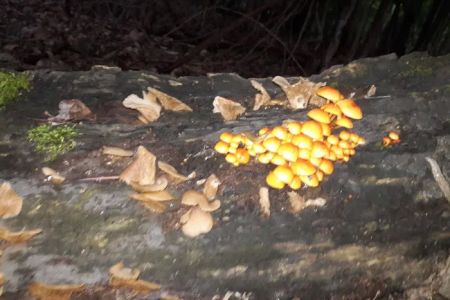 Traveler's Woods