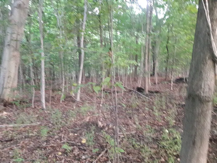 Traveler's Woods 10